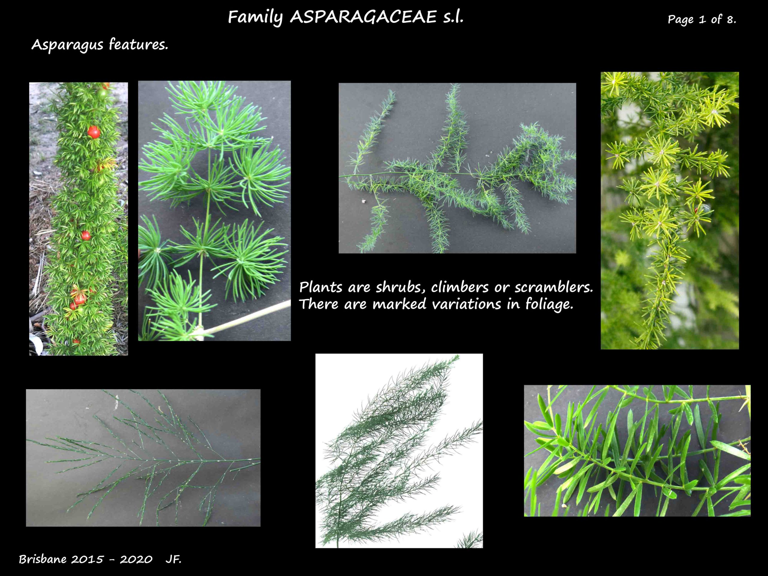 1 Asparagus plants